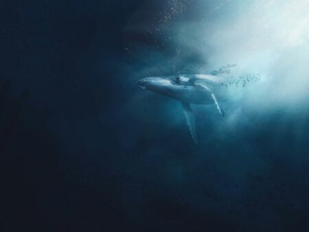 Bitcoin Whale Holdings springt auf 41.300 BTC, während die institutionelle Nachfrage erhitzt – Details